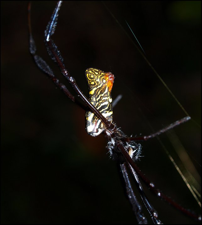 Nephila comor.7