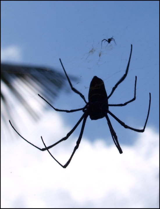 Nephila comor.10