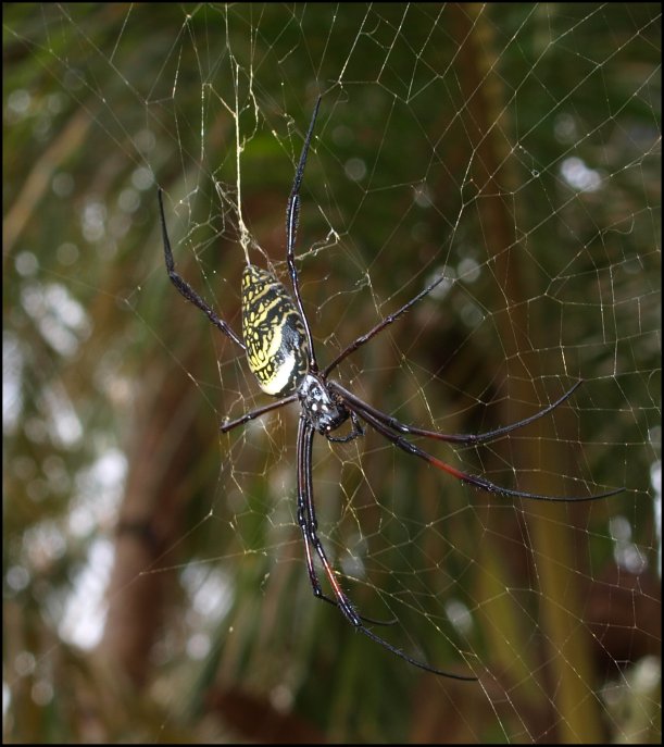 Nephila comor.8