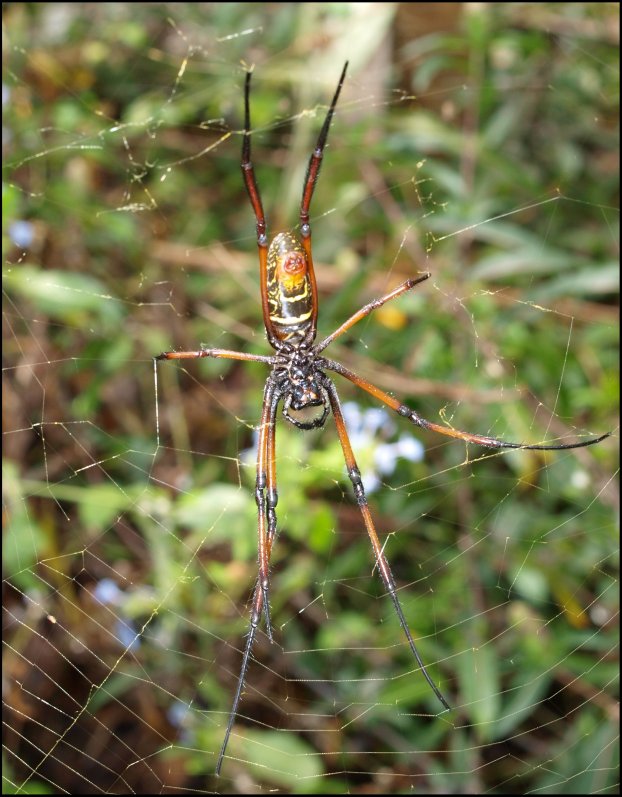 Nephila comor.9