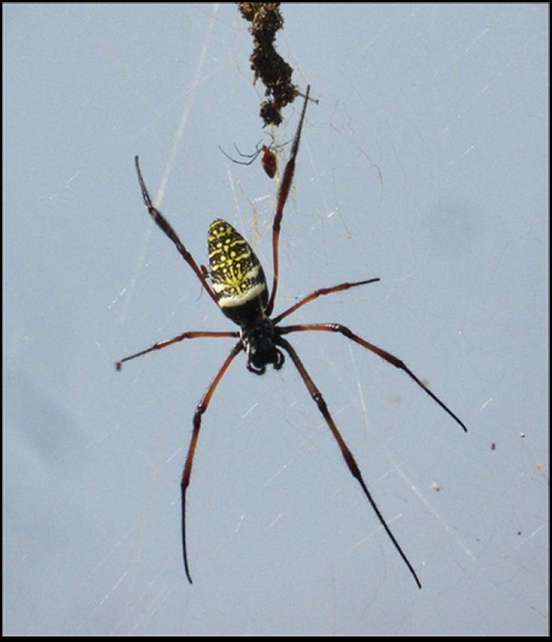 Nephila comorana Argyrodes