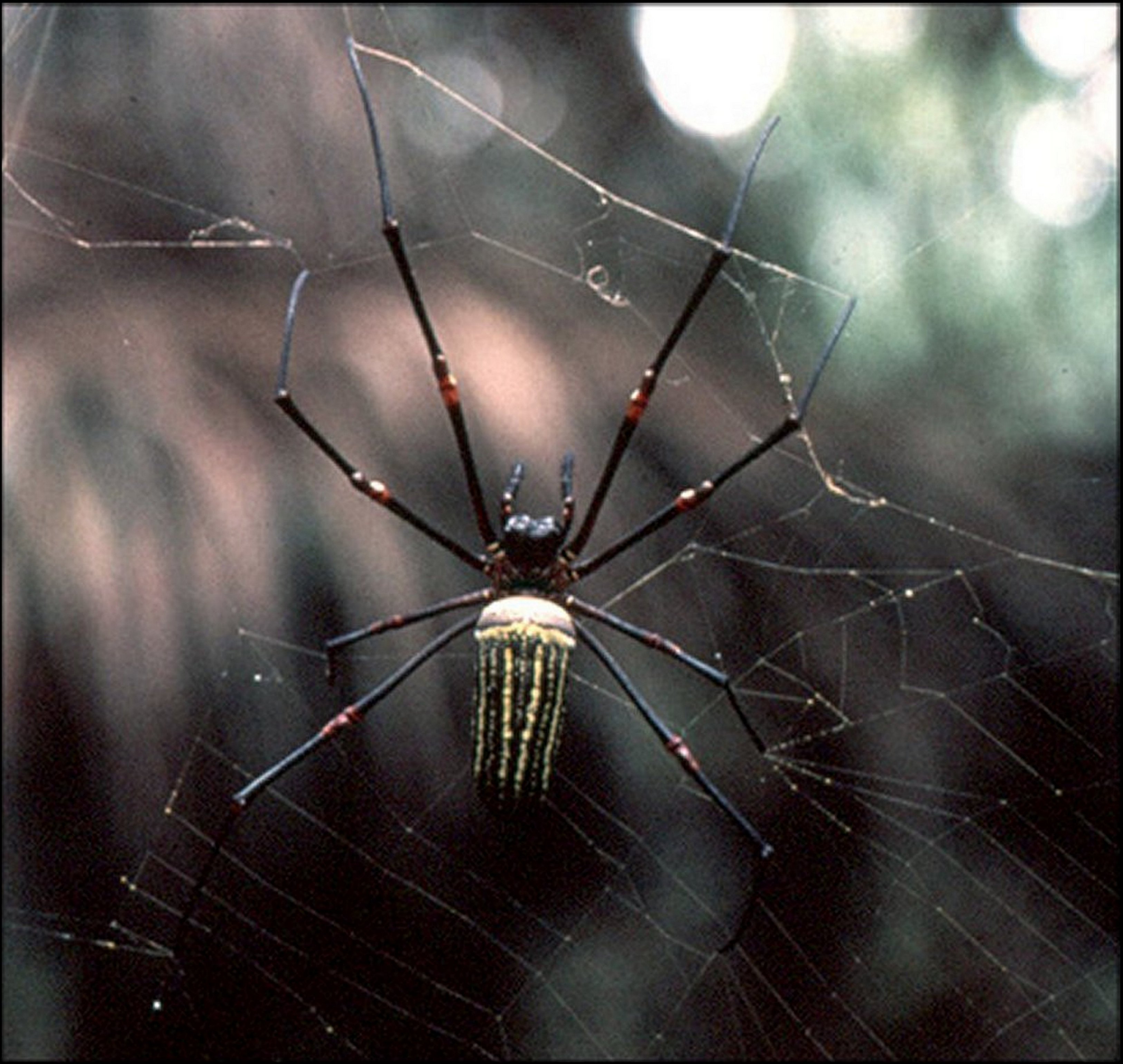 Nephila constricta 1