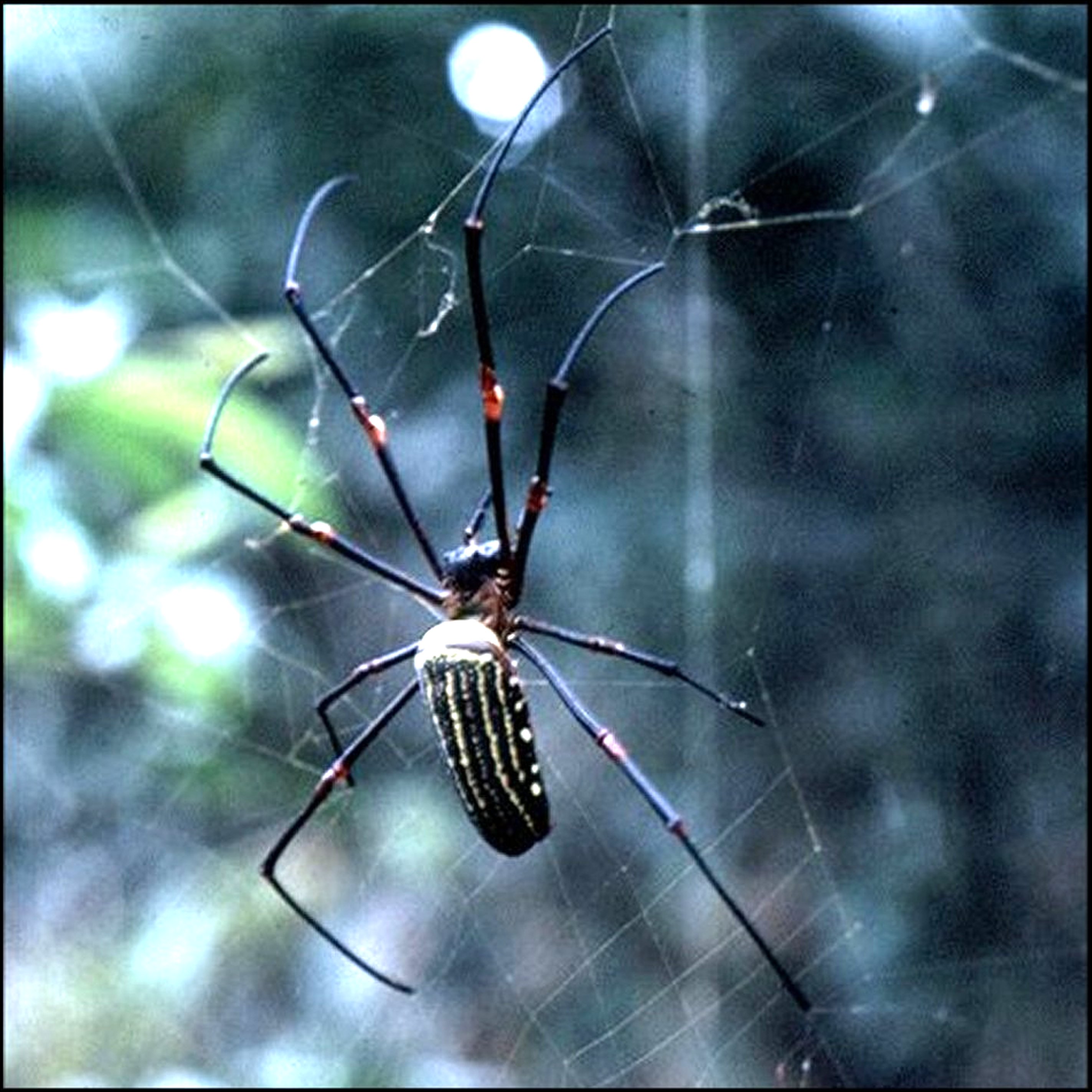 Nephila constricta 2