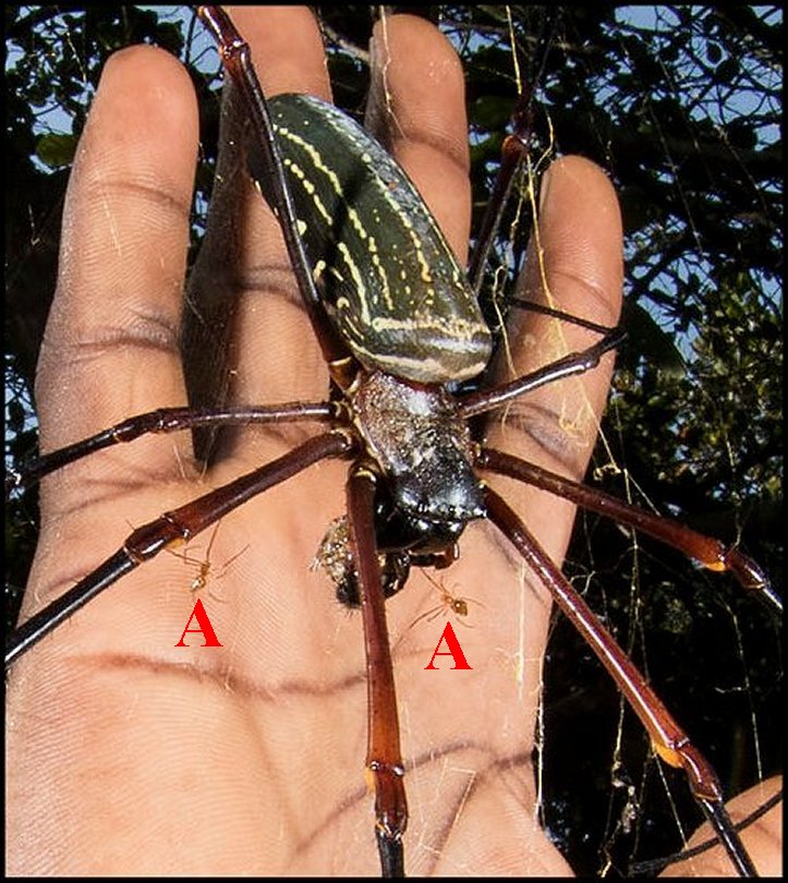 Nephila constricta 3