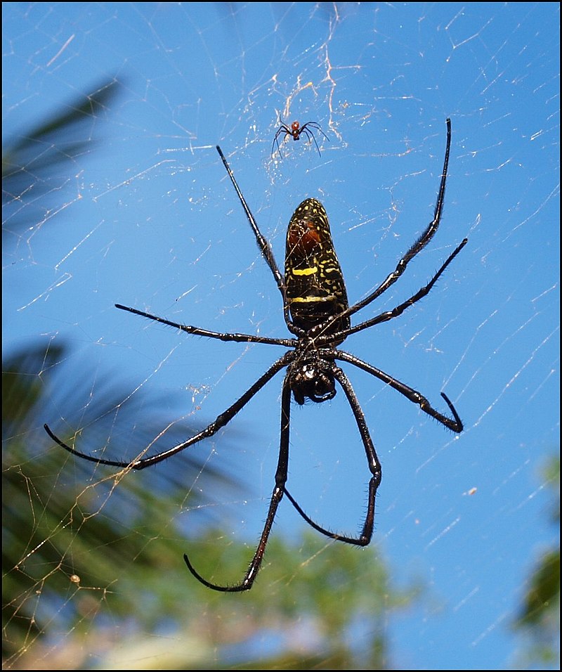 Nephila dimorphisme