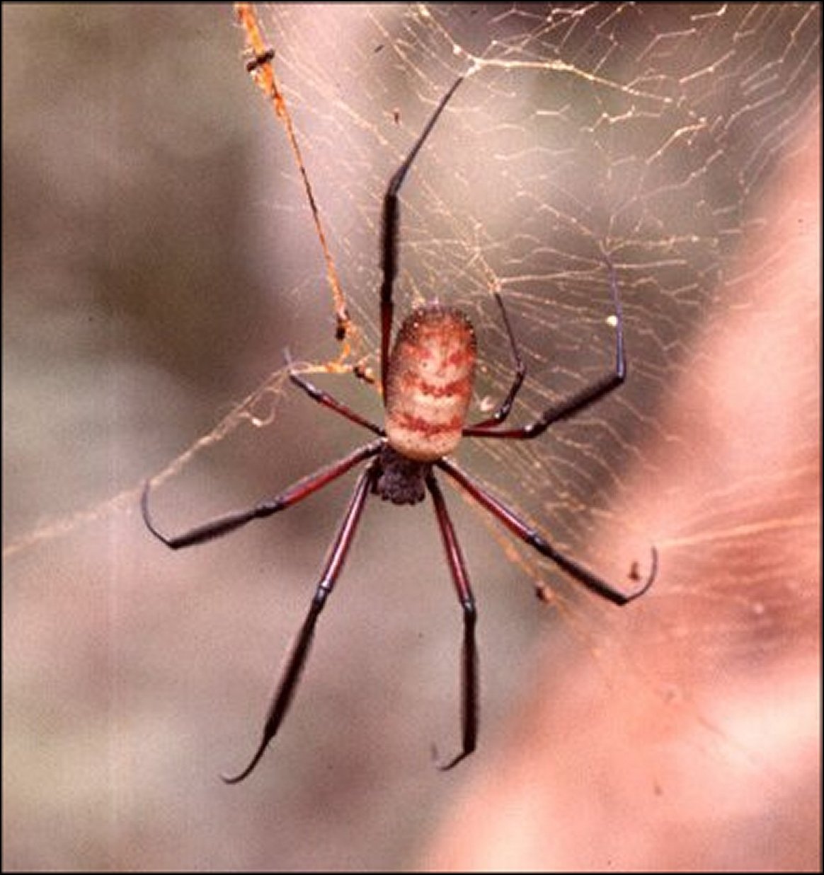 Nephila pilipes 1