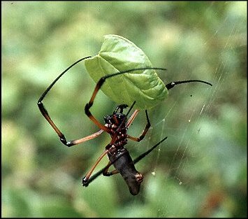 Nephila Seych.2