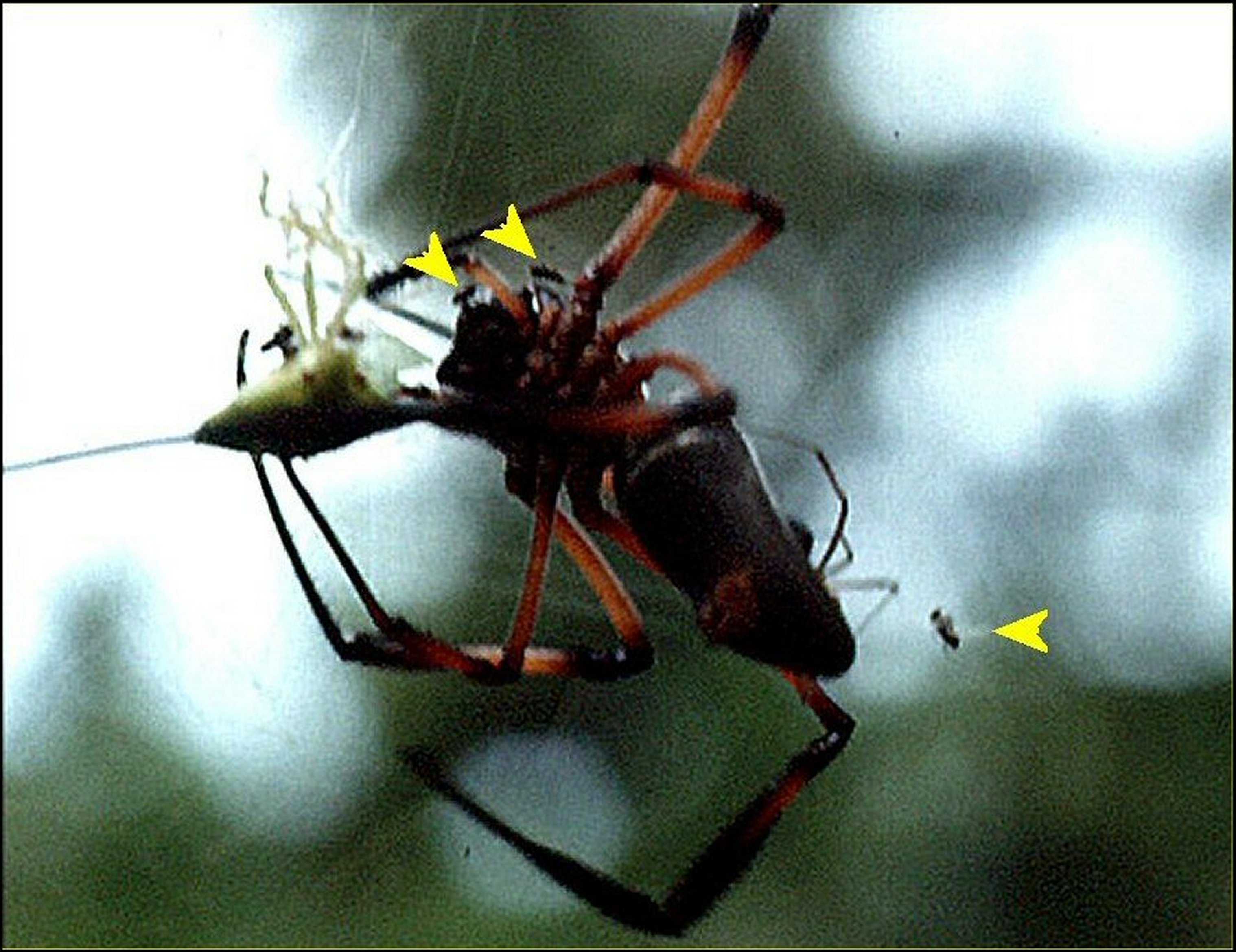 Nephila Seych.3