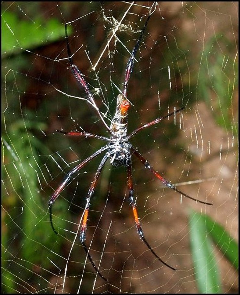 Nephila Madagascar et toile