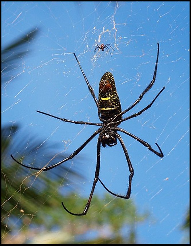 Nephila Mayotte Dim