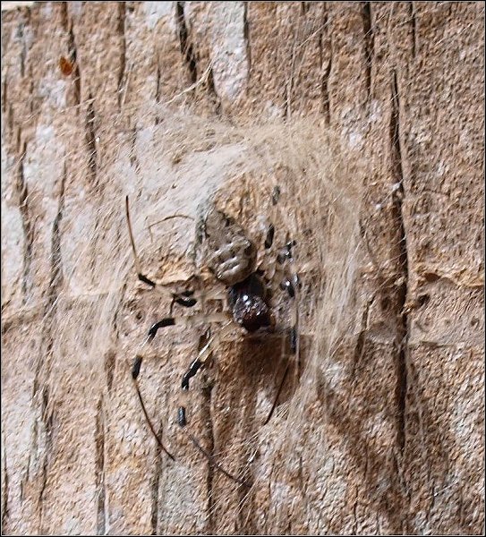 Nephilengys Mayotte 1