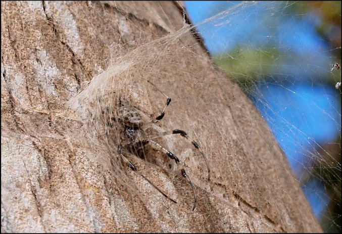 Nephilengys Mayotte 2