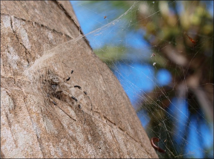 Nephilengys Mayotte 3