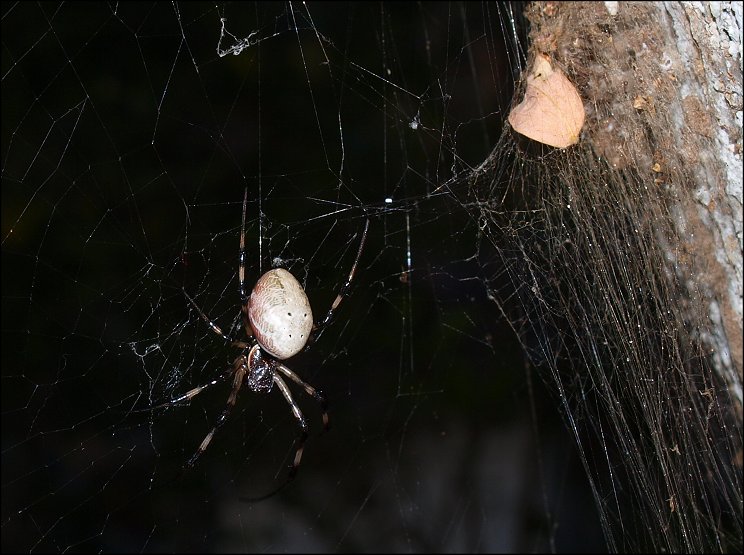 Nephilengys Mayotte 4