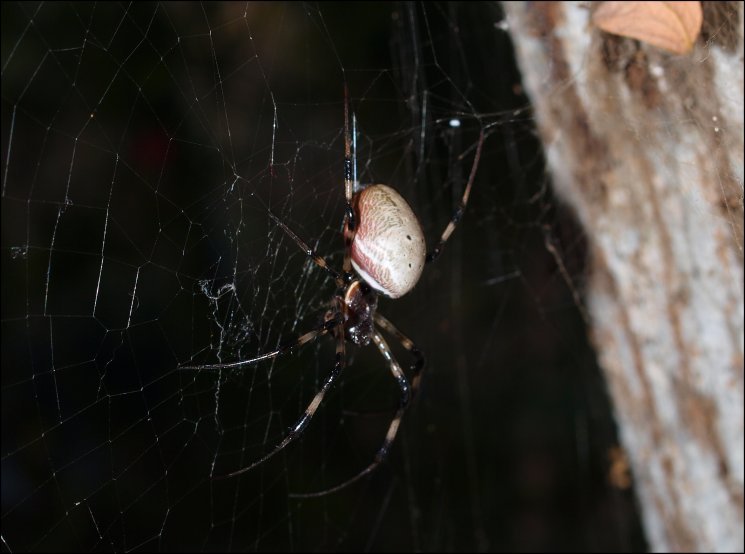 Nephilengys Mayotte 5