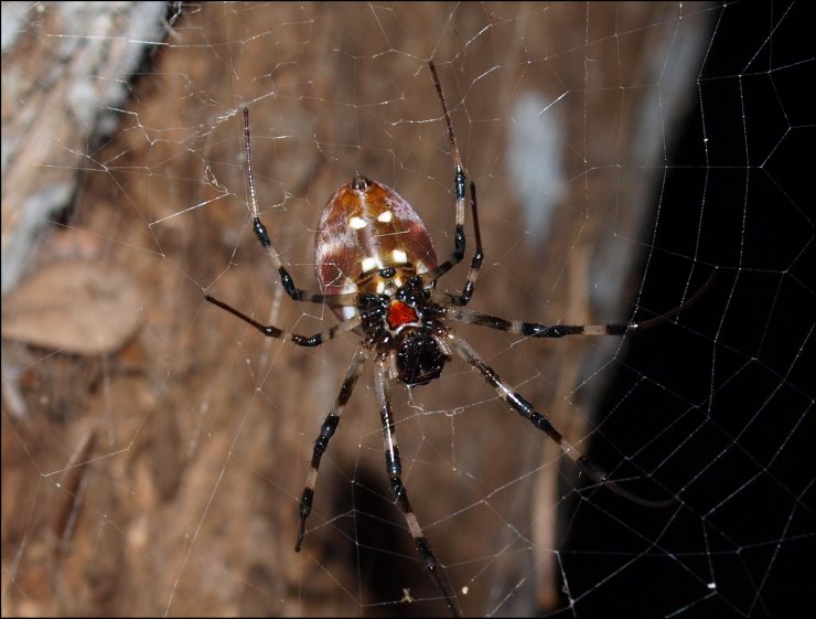 Nephilengys Mayotte 7