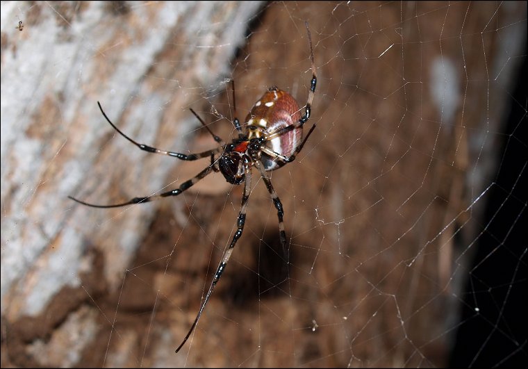 Nephilengys Mayotte 8