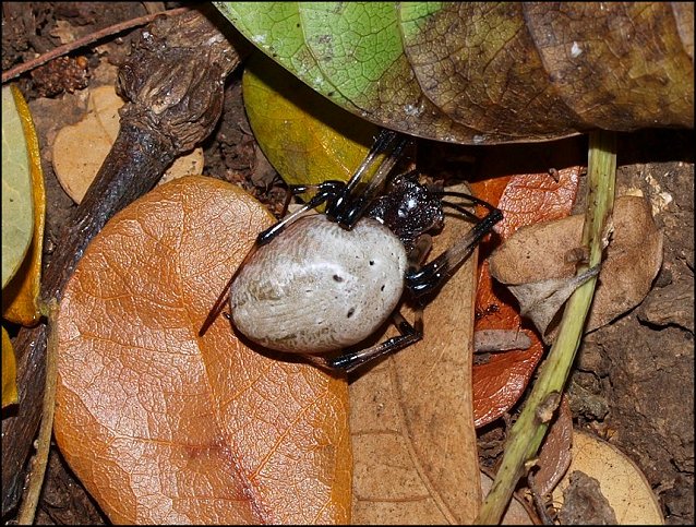 Nephilengys Mayotte 9