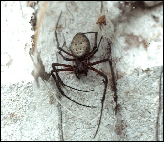 Nephilengys Seychelles