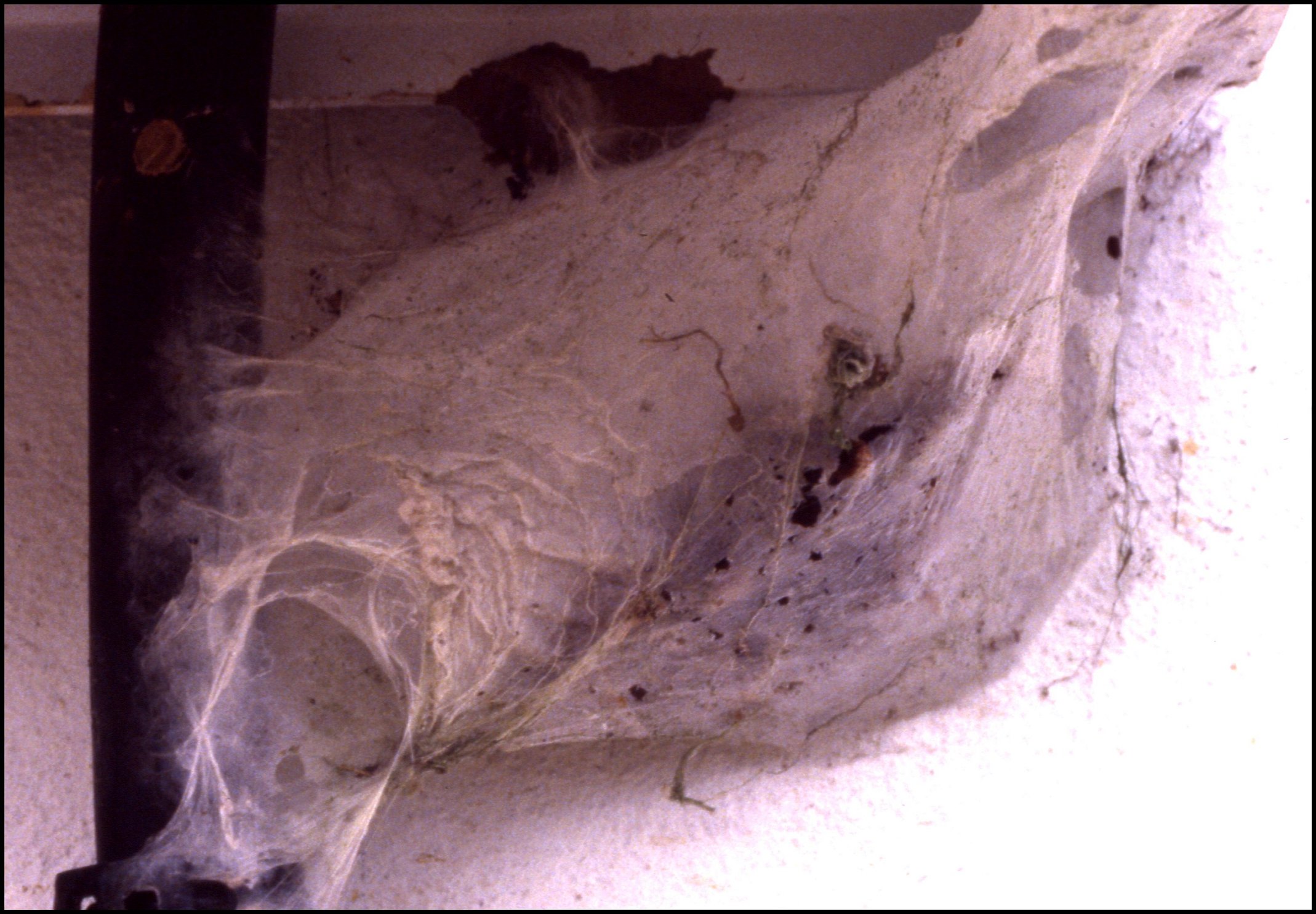 Nid Avicularia avicularia 1