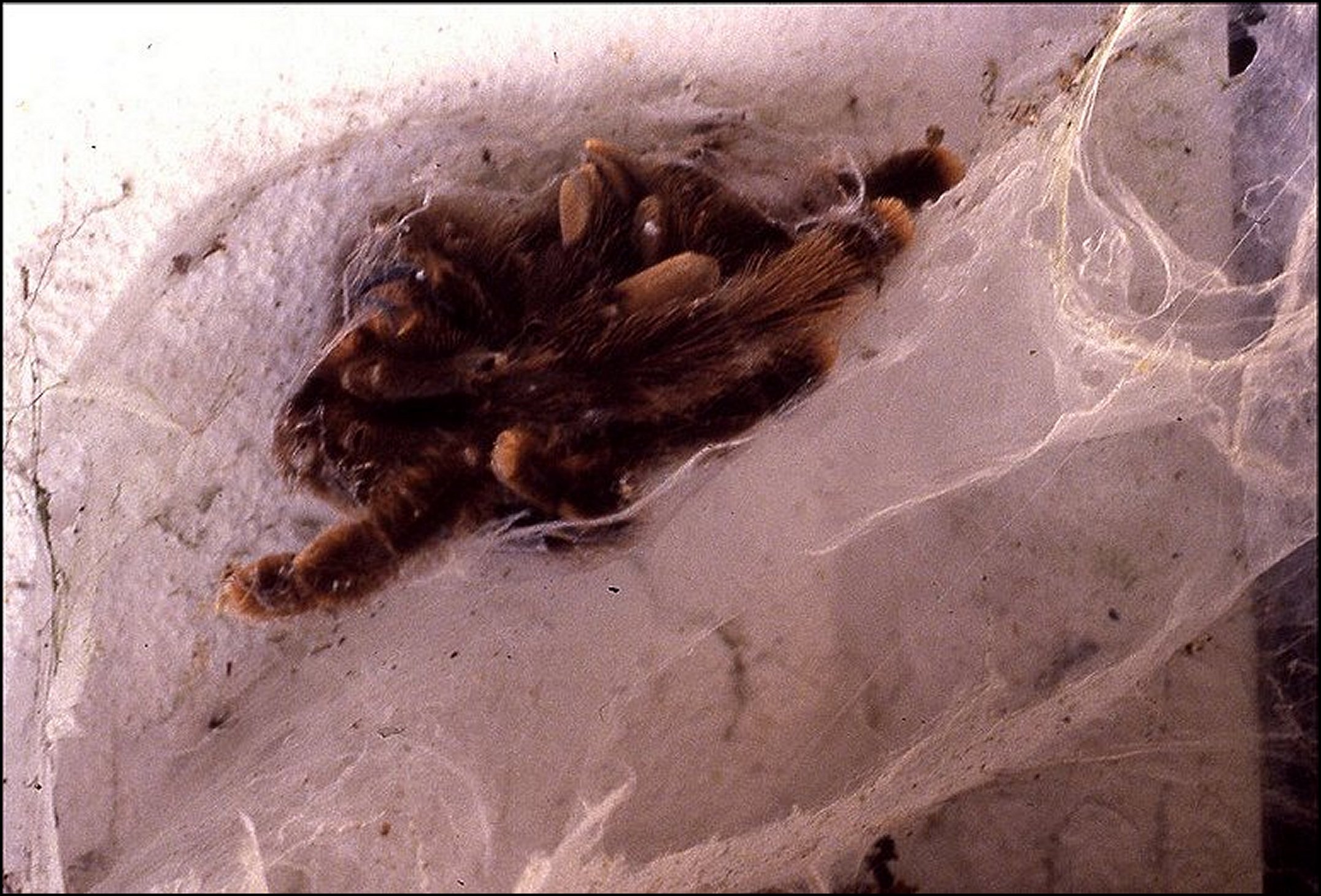Nid et mues Avicularia 2