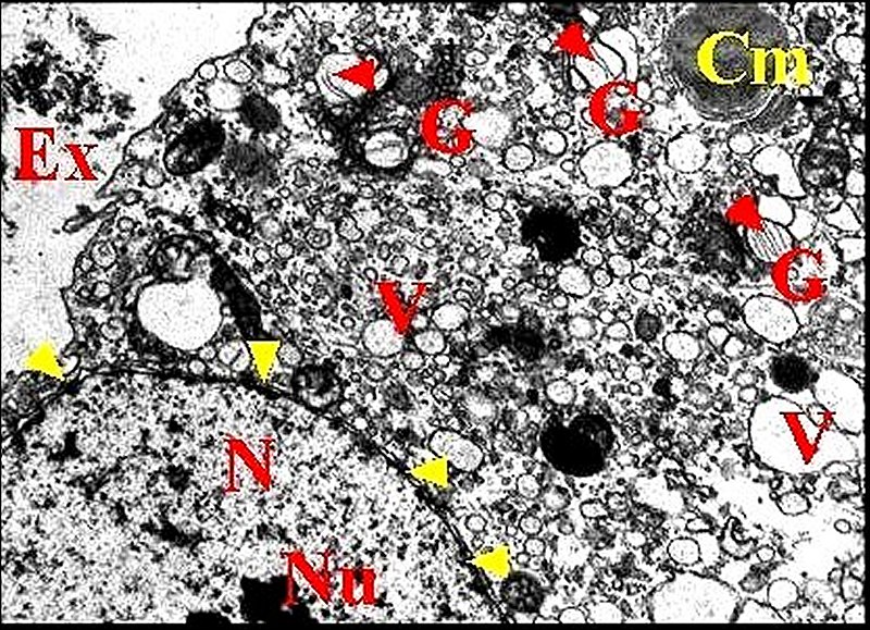 Noyau Golgi 2