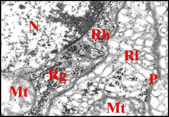 Noyau, rÃ©ticulum