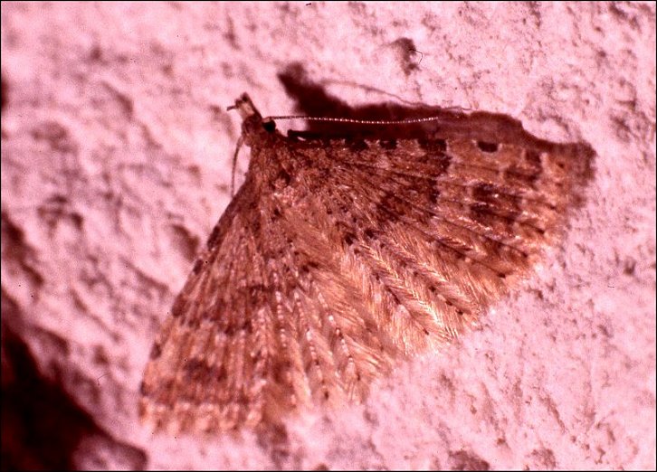 Orneodes 2