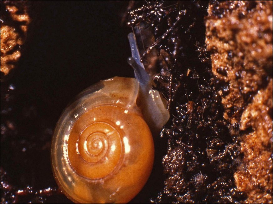 Oxychilus 1
