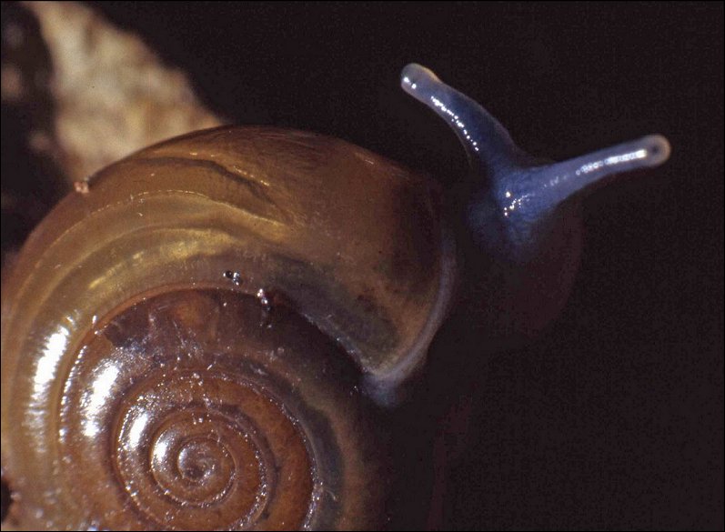 Oxychilus 2