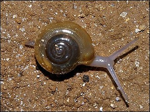 Oxychilus 3