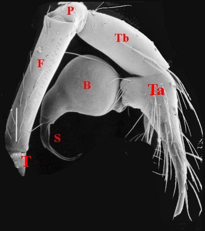 Palpe Ochyrocera caerul.