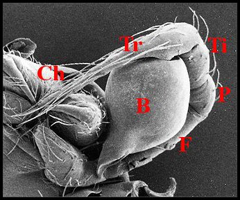 Palpe Telema