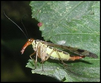 Panorpe femelle