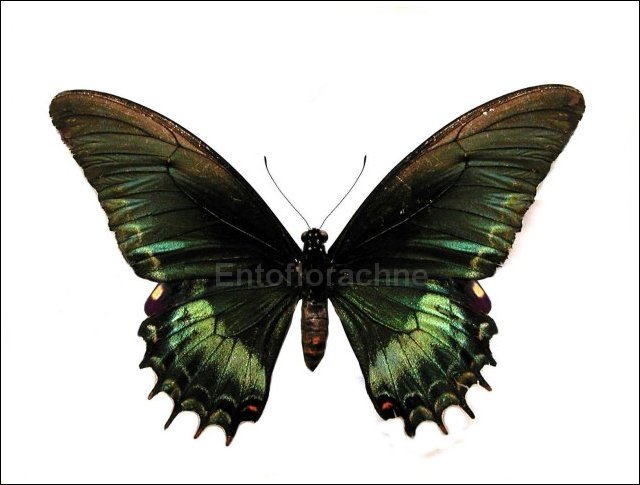 Papilio androgeus 1