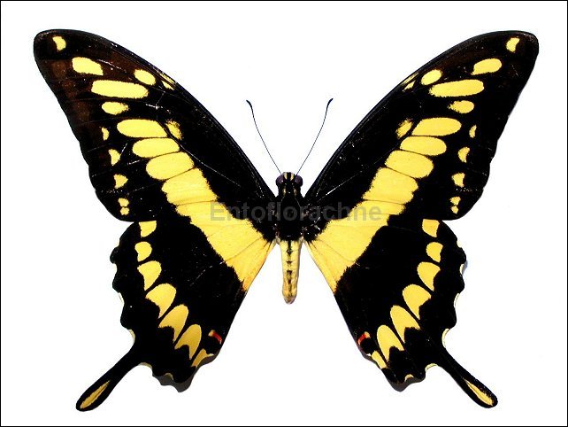 Papilio thoas 1