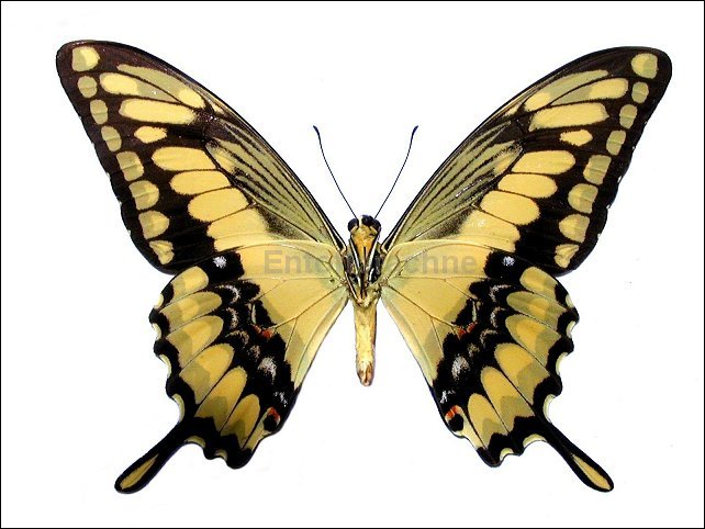 Papilio thoas 2