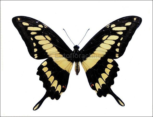 Papilio thoas 3
