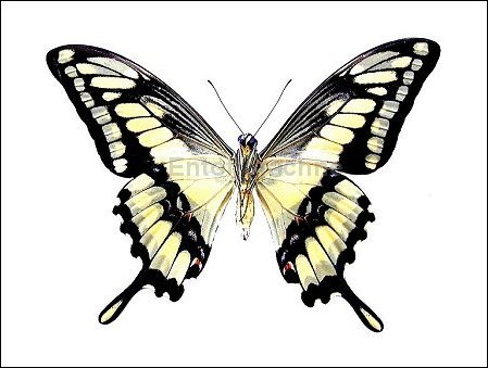 Papilio thoas 5
