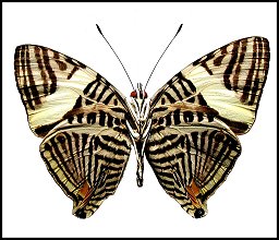 Papillon mozaïque