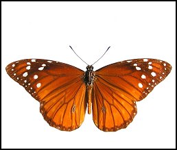 Papillon reine