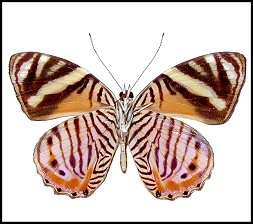 Papillon tigré