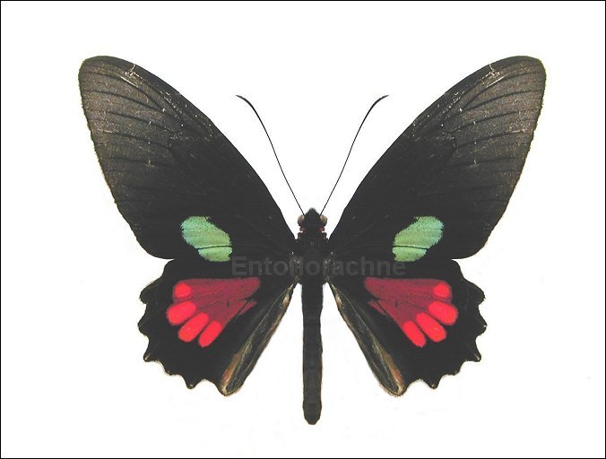 Parides aeneas 1