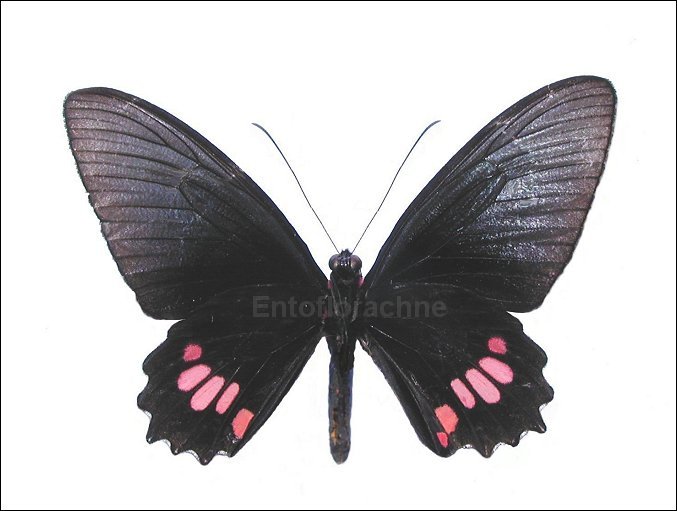 Parides aeneas 2