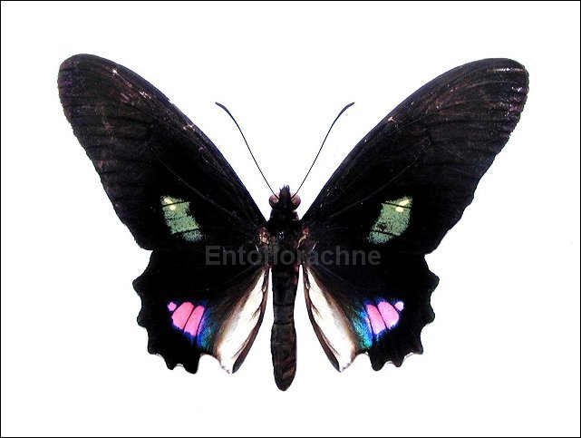 Parides anchises 1