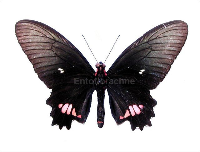 Parides anchises 2