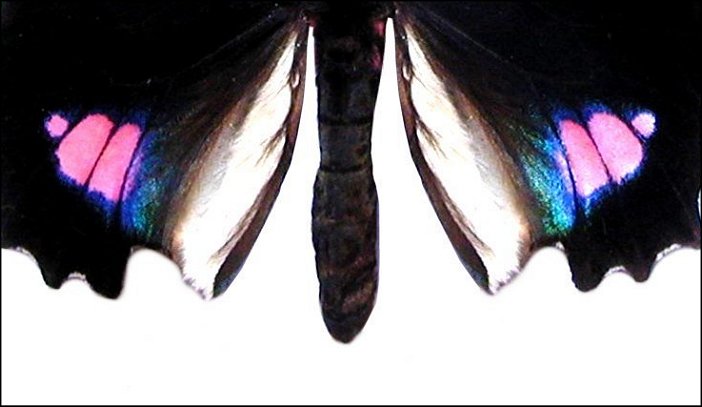 Parides anchises 3