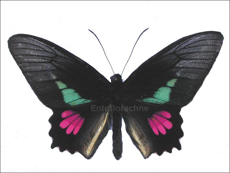 Parides lysander 1