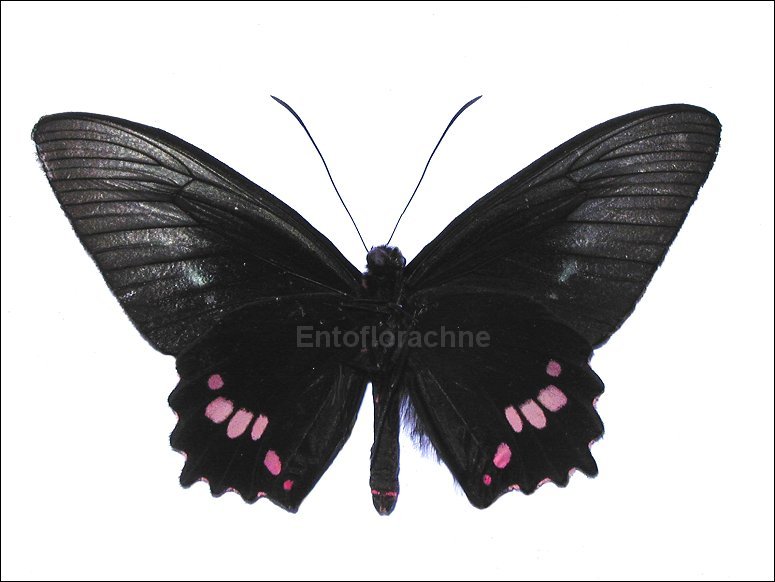 Parides lysander 2