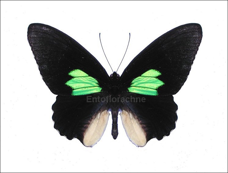 Parides sesostris 1